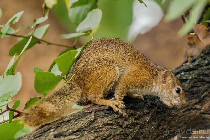 Замбия: Дорога, Луангва, птицы, звери и люди