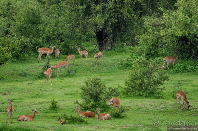 Замбия: Дорога, Луангва, птицы, звери и люди