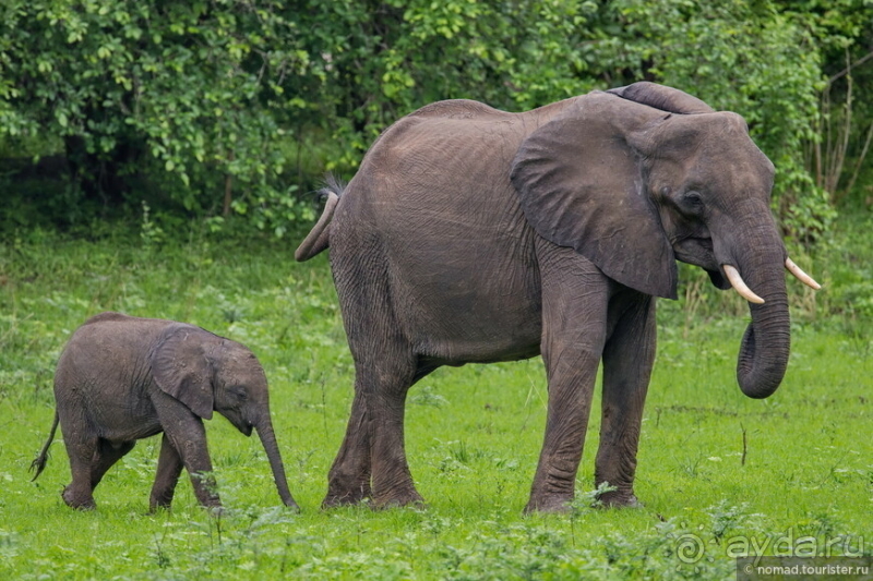 Замбия: Дорога, Луангва, птицы, звери и люди