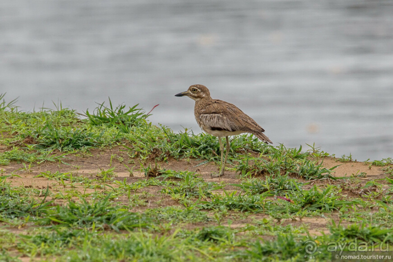 Замбия: Дорога, Луангва, птицы, звери и люди