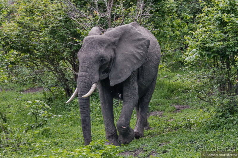Замбия: Дорога, Луангва, птицы, звери и люди