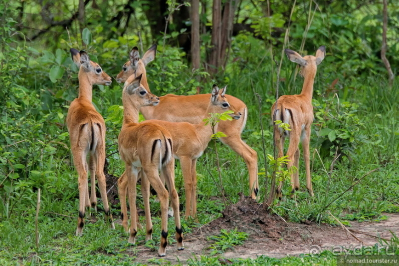 Замбия: Дорога, Луангва, птицы, звери и люди