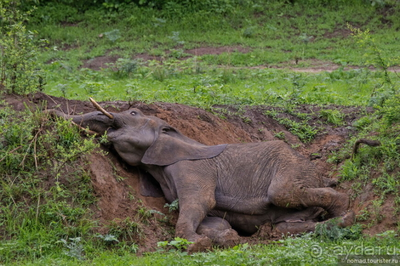 Замбия: Дорога, Луангва, птицы, звери и люди