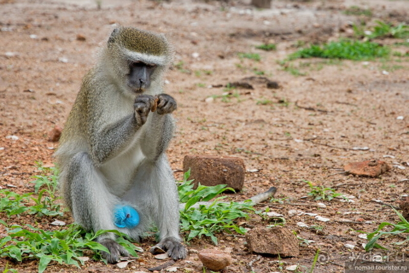 Замбия: Дорога, Луангва, птицы, звери и люди