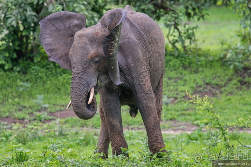 Замбия: Дорога, Луангва, птицы, звери и люди