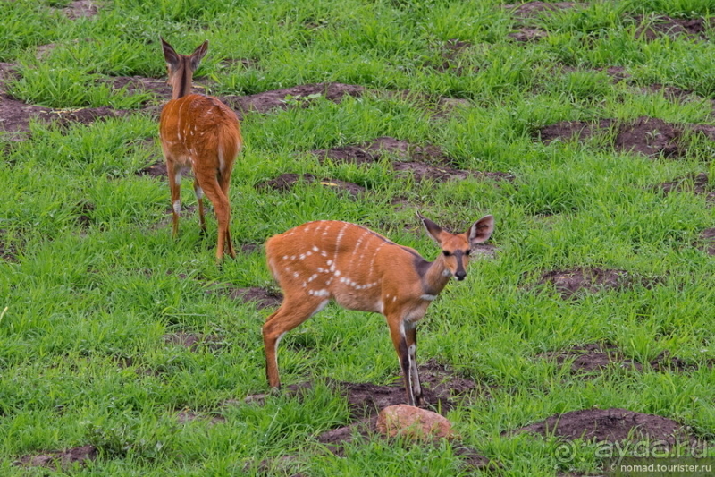Замбия: Дорога, Луангва, птицы, звери и люди