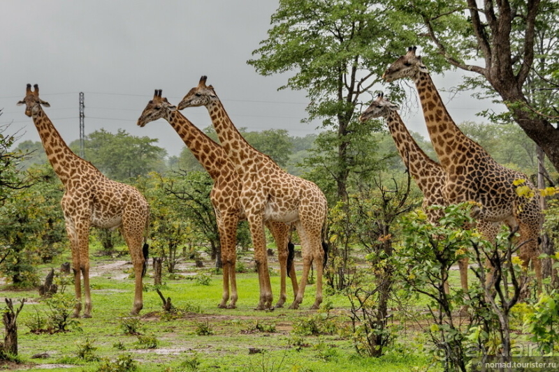 Замбия: Дорога, Луангва, птицы, звери и люди