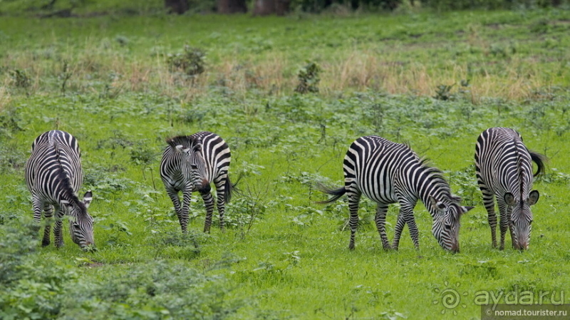 Замбия: Дорога, Луангва, птицы, звери и люди