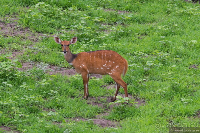 Замбия: Дорога, Луангва, птицы, звери и люди
