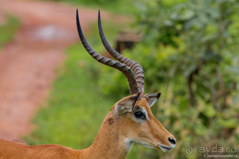 Замбия: Дорога, Луангва, птицы, звери и люди
