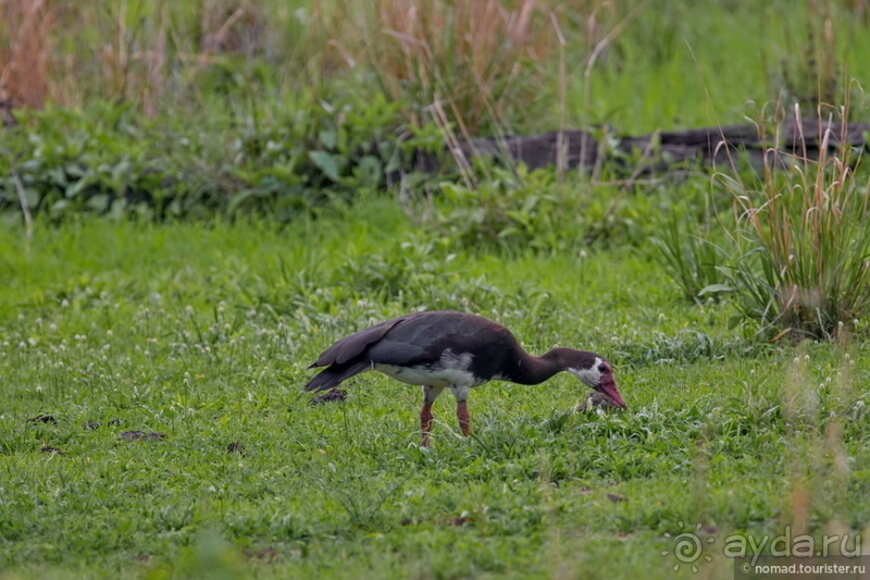 Замбия: Дорога, Луангва, птицы, звери и люди