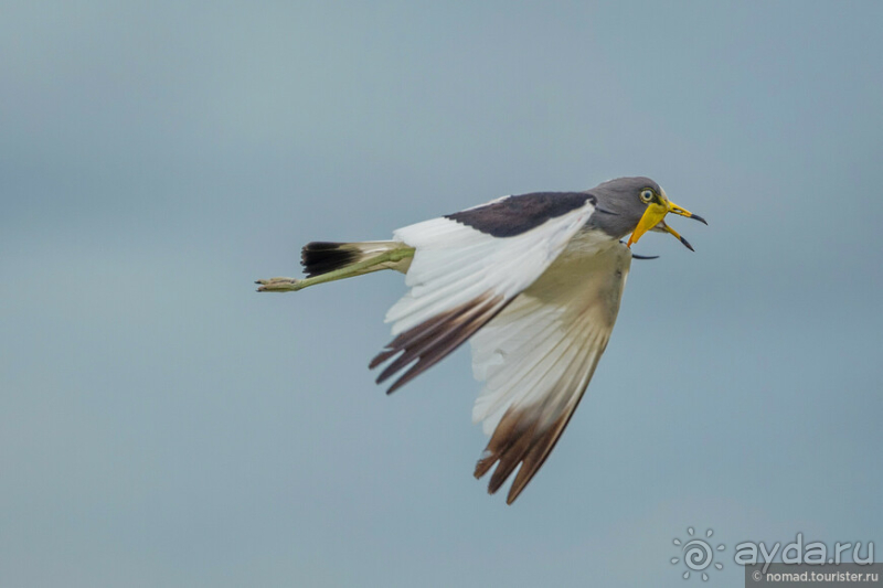 Замбия: Дорога, Луангва, птицы, звери и люди
