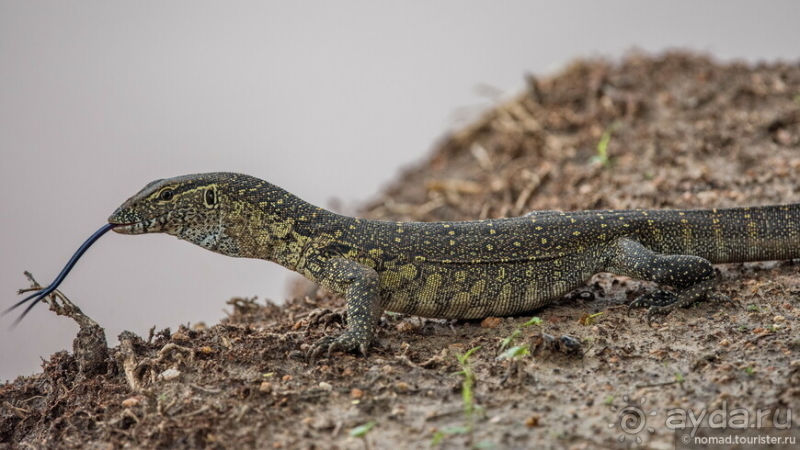 Замбия: Дорога, Луангва, птицы, звери и люди