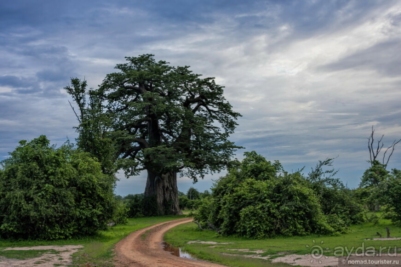 Замбия: Дорога, Луангва, птицы, звери и люди