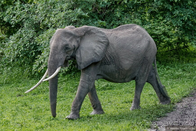 Замбия: Дорога, Луангва, птицы, звери и люди