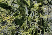 Между Псоу и Ингур. Часть 3