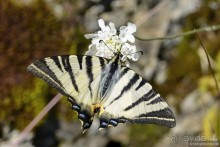 Между Псоу и Ингур. Часть 3