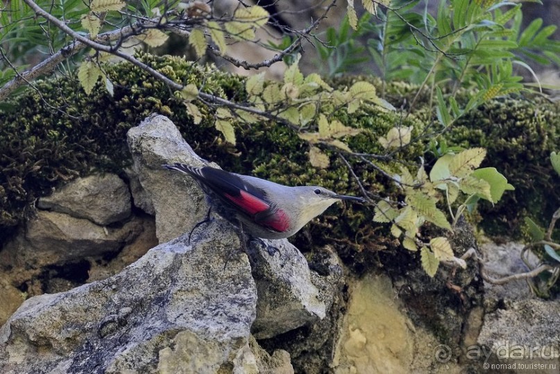 Между Псоу и Ингур. Часть 3