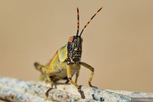 Альбом отзыва "Африканский калейдоскоп. Часть 10"