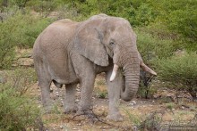 Альбом отзыва "Африканский калейдоскоп. Часть 10"