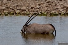 Альбом отзыва "Африканский калейдоскоп. Часть 10"