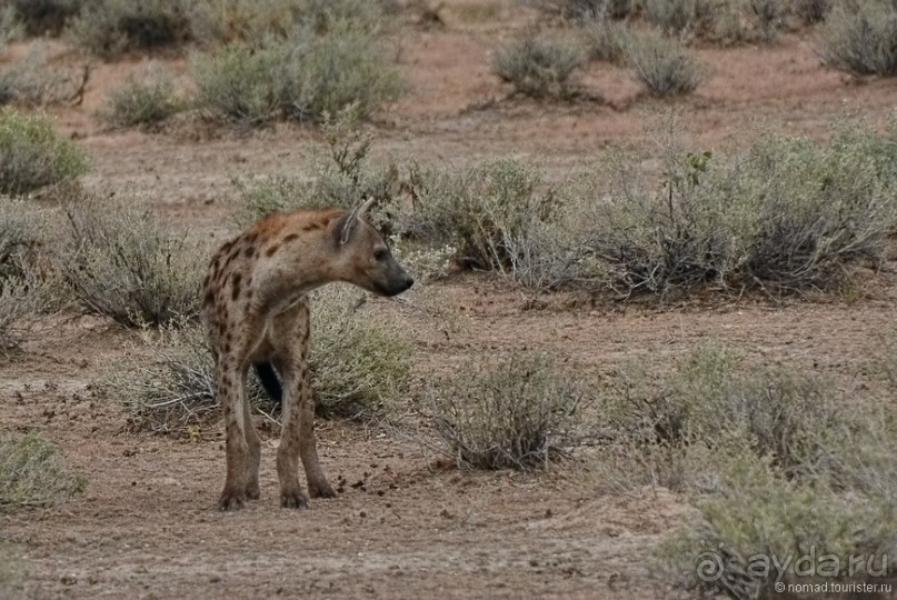 Альбом отзыва "Африканский калейдоскоп. Часть 10"