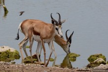 Альбом отзыва "Африканский калейдоскоп. Часть 10"