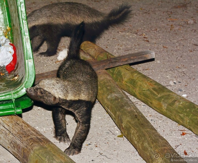 Альбом отзыва "Африканский калейдоскоп. Часть 10"