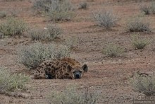 Альбом отзыва "Африканский калейдоскоп. Часть 10"