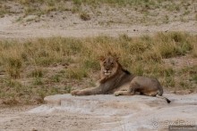 Альбом отзыва "Африканский калейдоскоп. Часть 10"