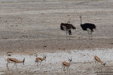 Альбом отзыва "Африканский калейдоскоп. Часть 10"