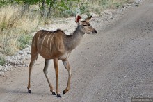 Альбом отзыва "Африканский калейдоскоп. Часть 10"