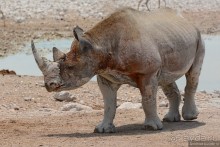 Альбом отзыва "Африканский калейдоскоп. Часть 10"