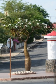 Альбом отзыва "Африканский калейдоскоп. Часть 10"