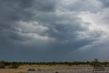 Альбом отзыва "Африканский калейдоскоп. Часть 10"