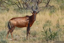 Альбом отзыва "Африканский калейдоскоп. Часть 10"