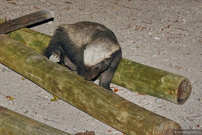 Африканский калейдоскоп. Часть 10