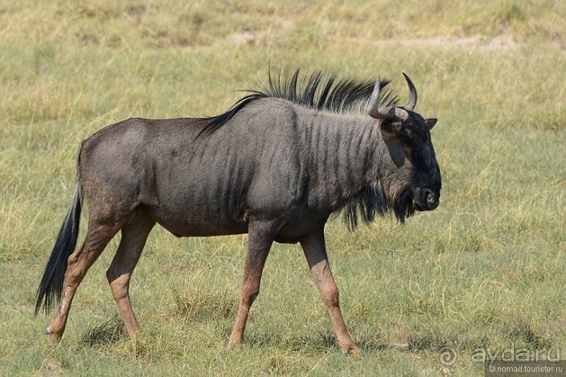 Африканский калейдоскоп. Часть 10