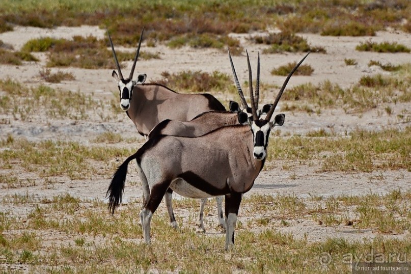 Африканский калейдоскоп. Часть 10
