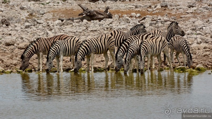 Африканский калейдоскоп. Часть 10