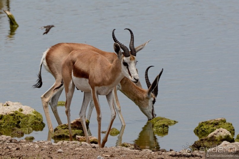 Африканский калейдоскоп. Часть 10