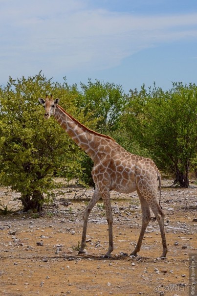 Африканский калейдоскоп. Часть 10