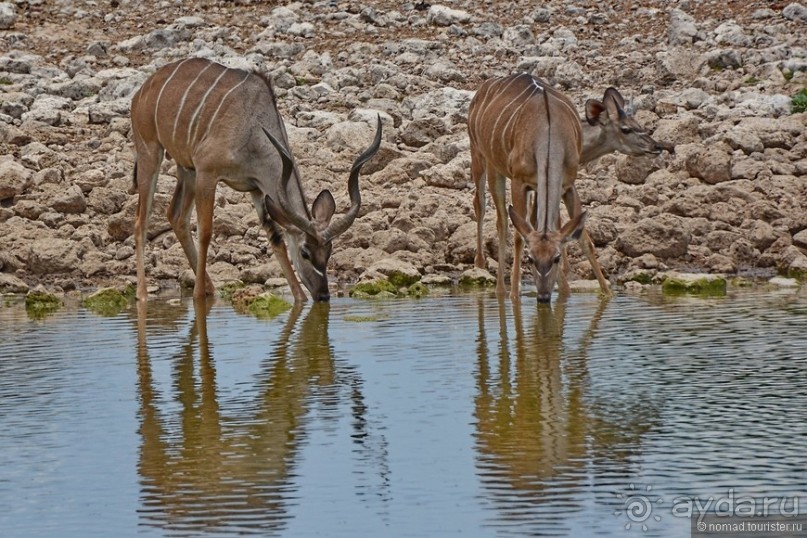 Африканский калейдоскоп. Часть 10