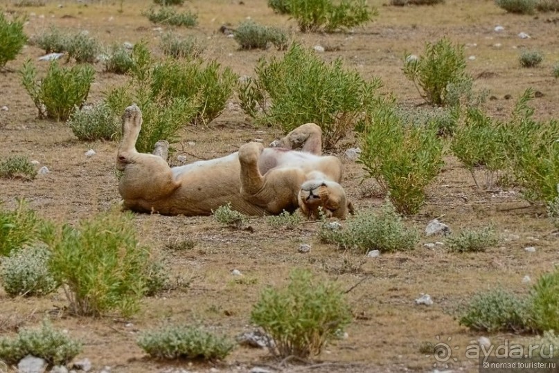 Африканский калейдоскоп. Часть 10