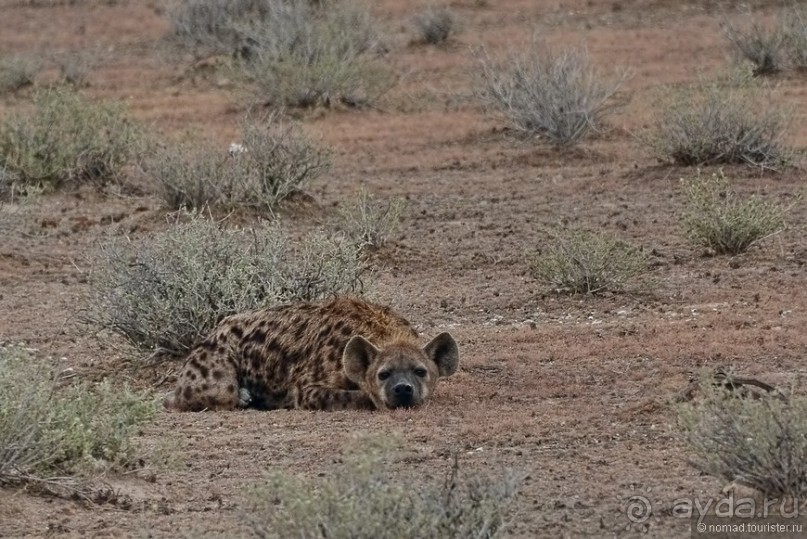 Африканский калейдоскоп. Часть 10