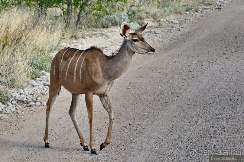 Африканский калейдоскоп. Часть 10