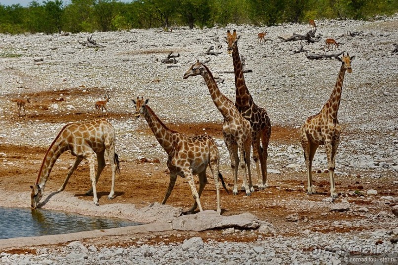 Африканский калейдоскоп. Часть 10