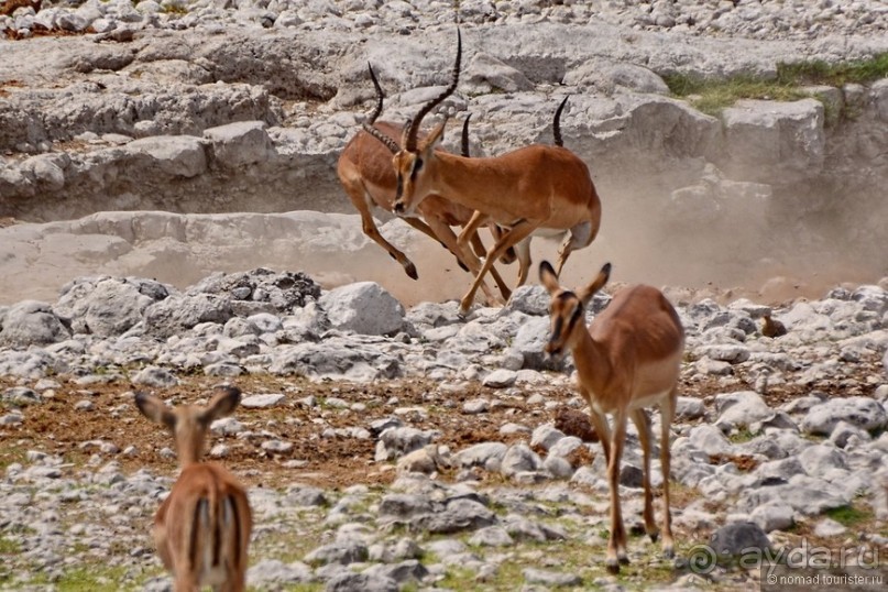 Африканский калейдоскоп. Часть 10