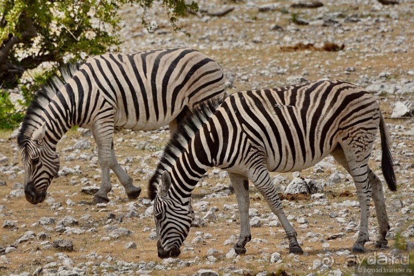 Африканский калейдоскоп. Часть 10