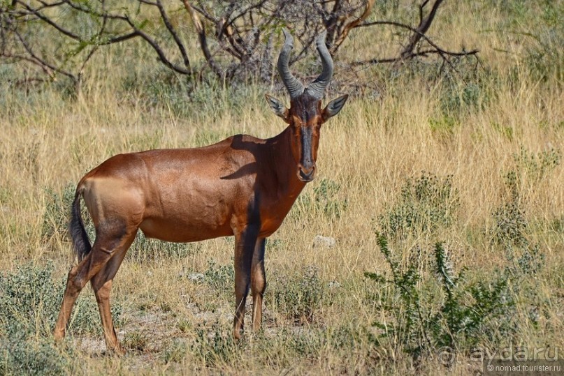 Африканский калейдоскоп. Часть 10